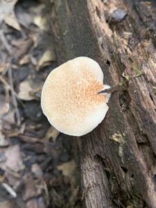 Crepidotus calolepis, Scaley Oysterling