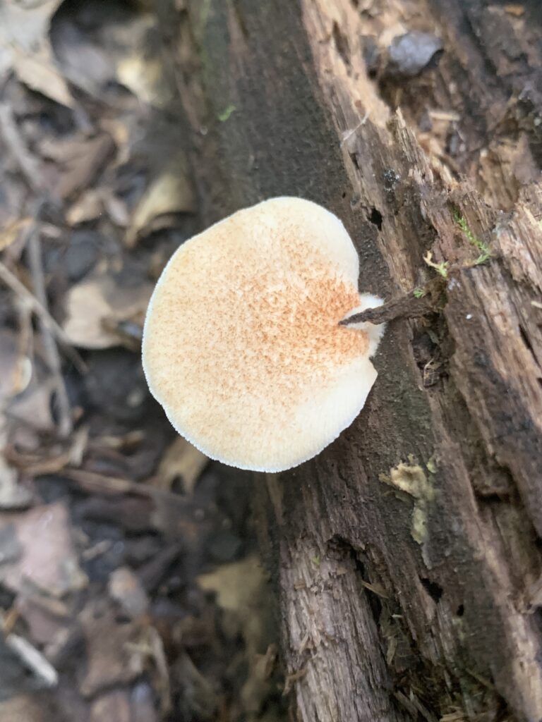 Crepidotus calolepis ( Scaley Oysterling )