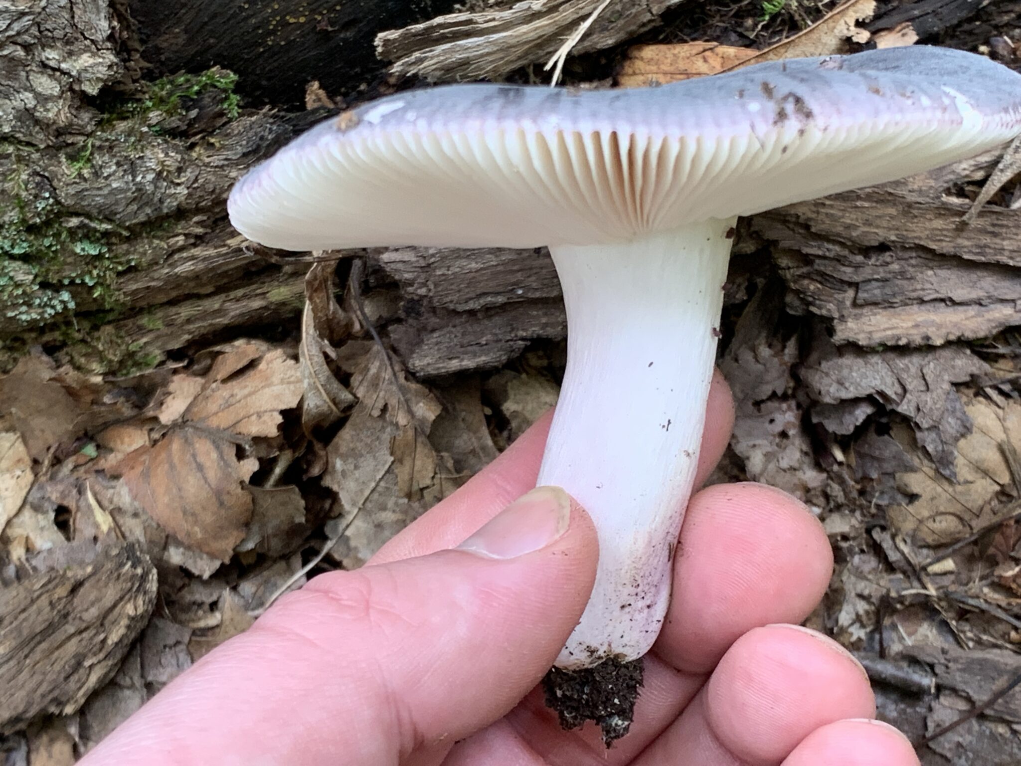 Russula cyanoxantha ( Charcoal Burner ) Mushrooms of CT
