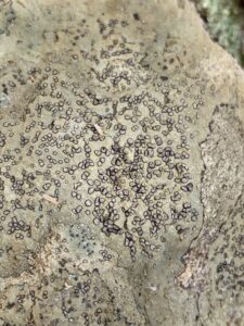 Porpidia albocaerulescens, Smokey-eyed Boulder Lichen