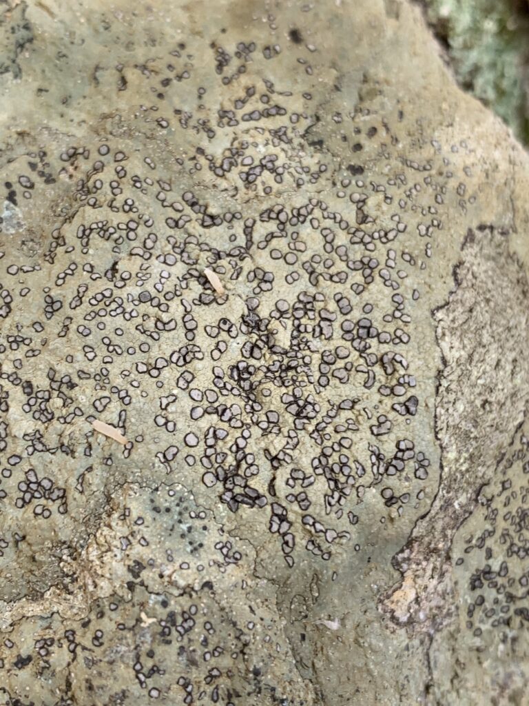 Porpidia albocaerulescens ( Smokey-Eyed Boulder Lichen )
