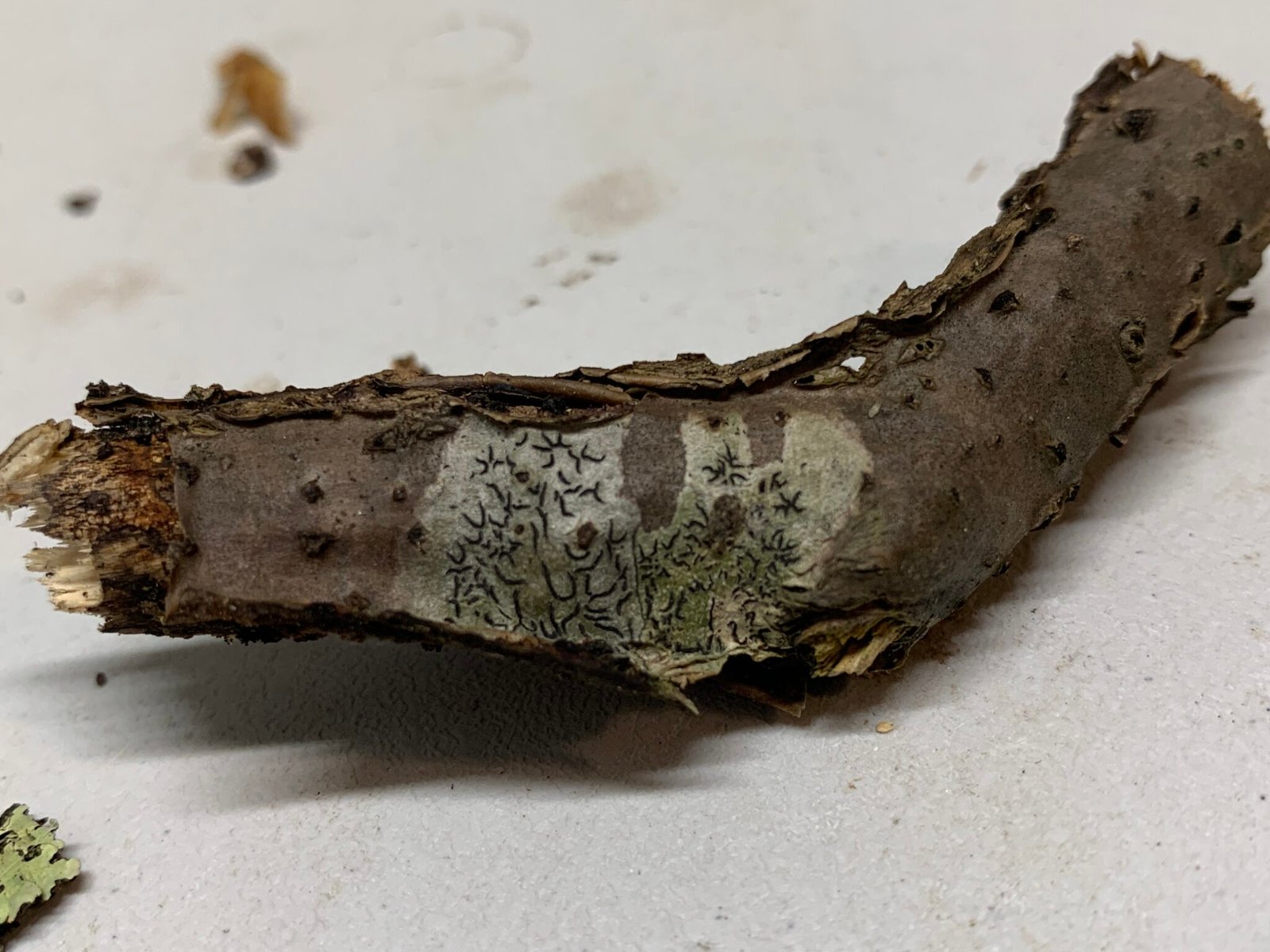 Script Lichen Graphis scripta ( Common Script Lichen ) - Mushrooms of CT