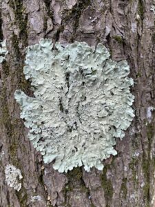 Flavoparmelia caperata, common greenshield lichen