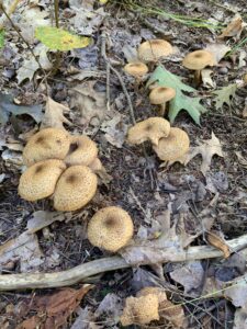 Armillaria gallica, Bulbous Honey Fungus