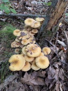 Armillaria mellea, Yellow Honey Mushroom